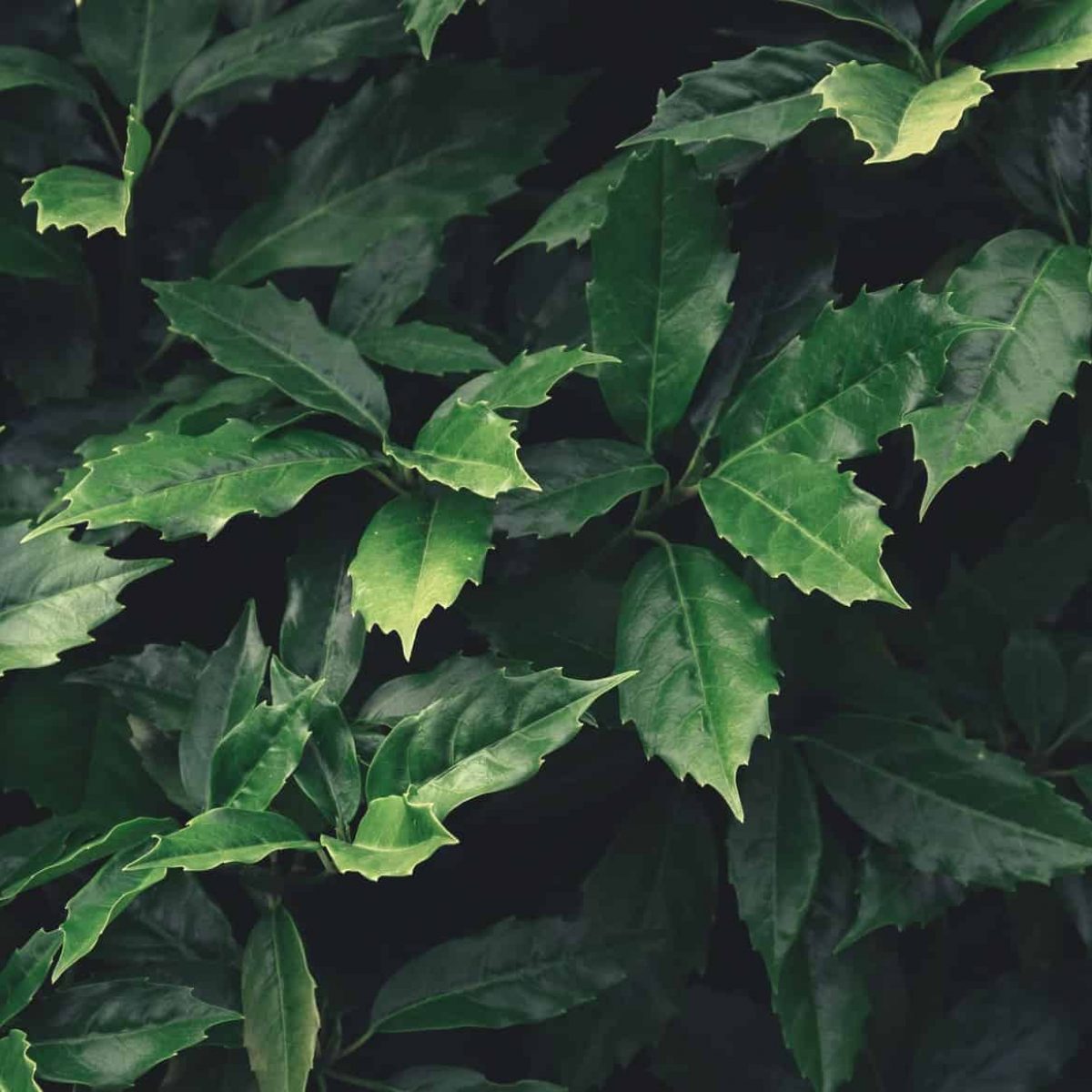 green-leaves-pattern-background-.jpg